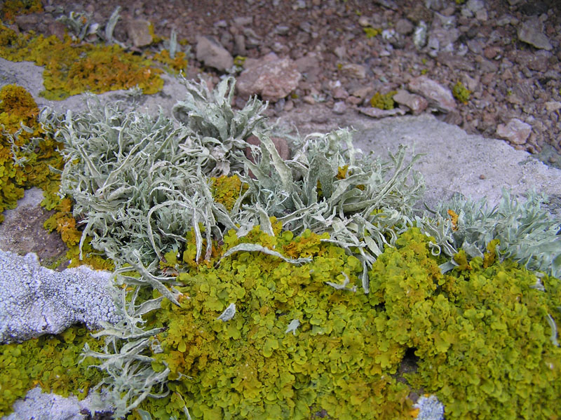 Licheni della Sardegna - Provincia di Nuoro