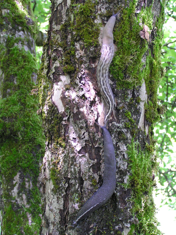 Limax aldrovandi Moquin-Tandon 1855 da Valle Orsigna (PT)