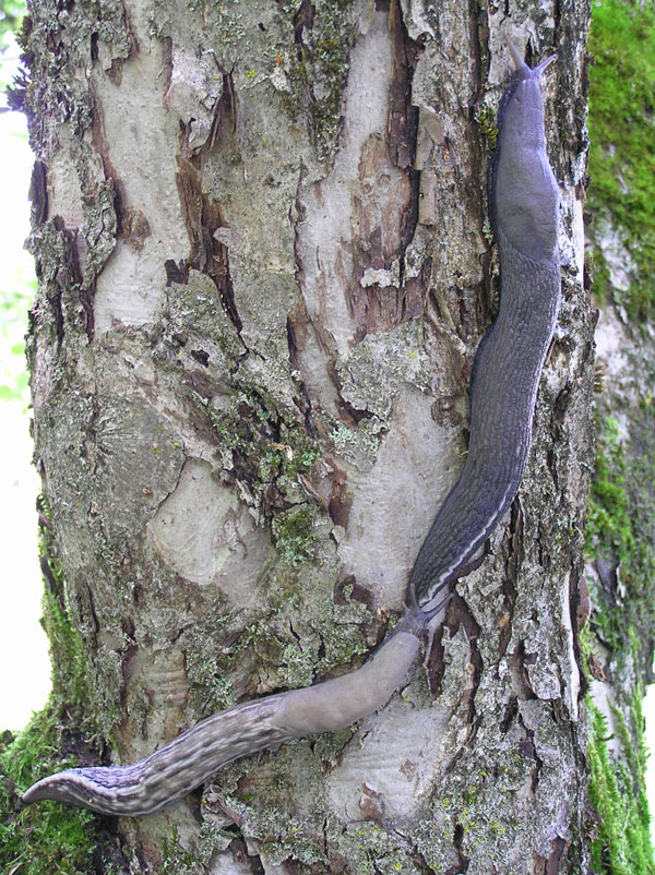 Limax aldrovandi Moquin-Tandon 1855 da Valle Orsigna (PT)