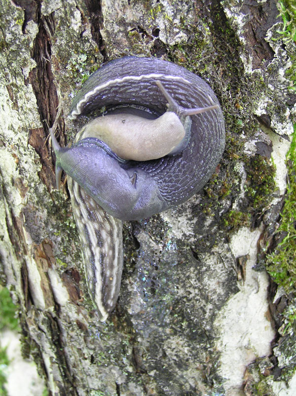 Limax aldrovandi Moquin-Tandon 1855 da Valle Orsigna (PT)