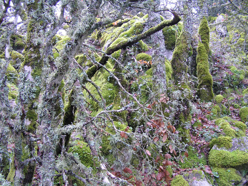 Monte Rasu - vic. Bono (Sardegna - SS)