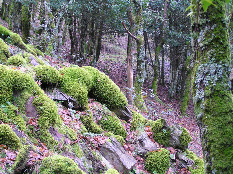 Monte Rasu - vic. Bono (Sardegna - SS)