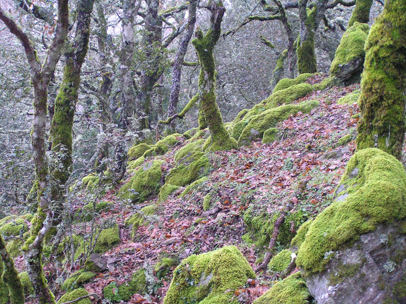 Monte Rasu - vic. Bono (Sardegna - SS)