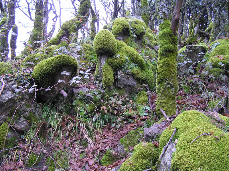 Monte Rasu - vic. Bono (Sardegna - SS)