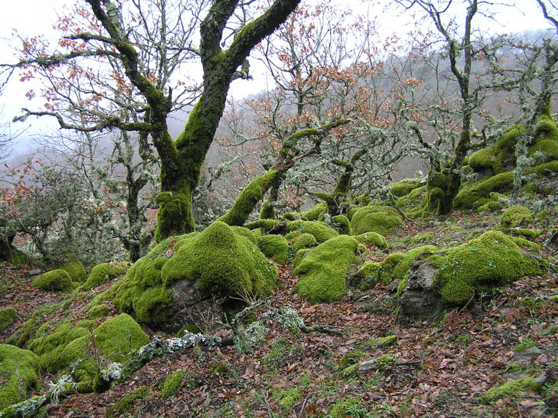 Monte Rasu - vic. Bono (Sardegna - SS)