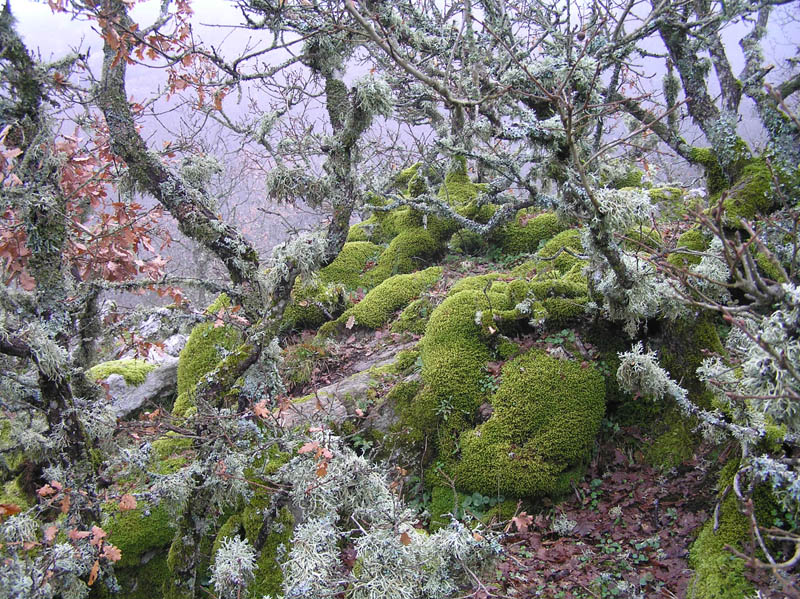 Monte Rasu - vic. Bono (Sardegna - SS)