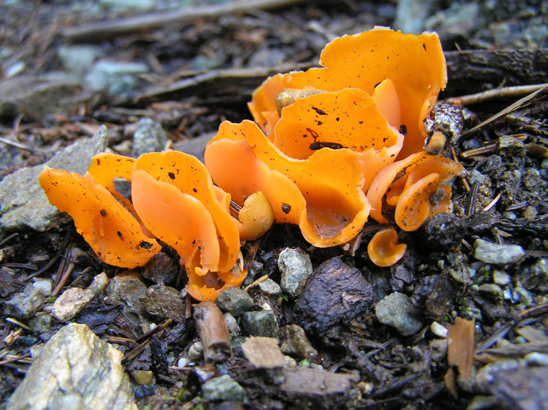 Non del mediterraneo: Aleuria aurantia