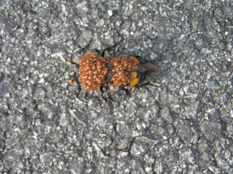 Povere diavolo (Nicrophorus coperto di acari)