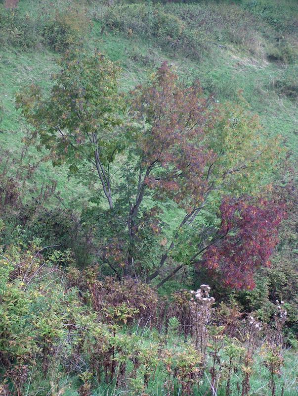 Ricordi di Monte Baldo
