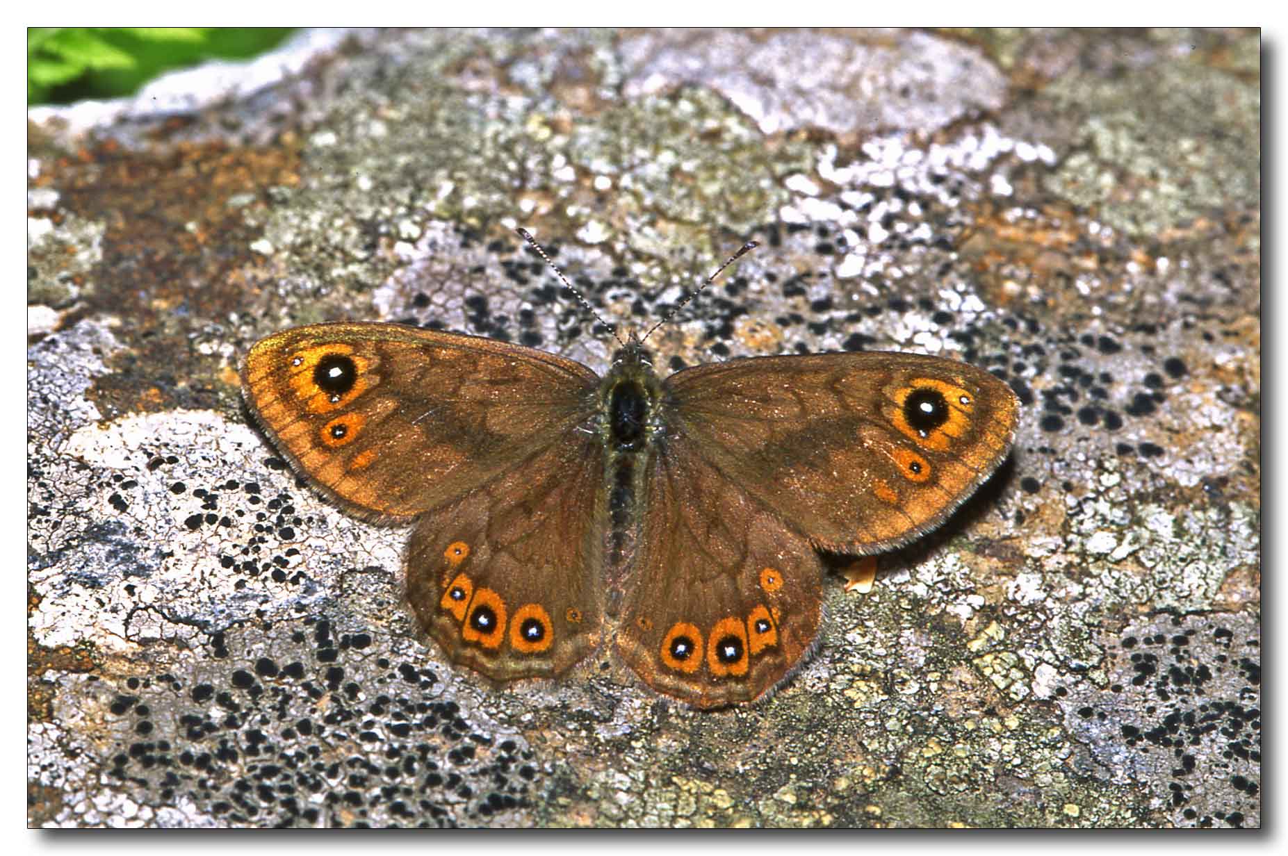 Lasiommata petropolitana