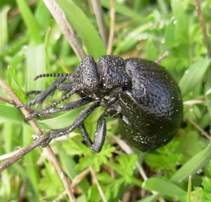 Meloe violaceus e Meloe tuccius (Coleoptera, Meloidae)