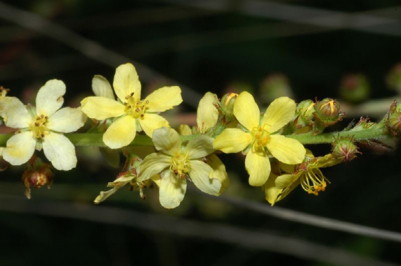 Piante di zone antropizzata