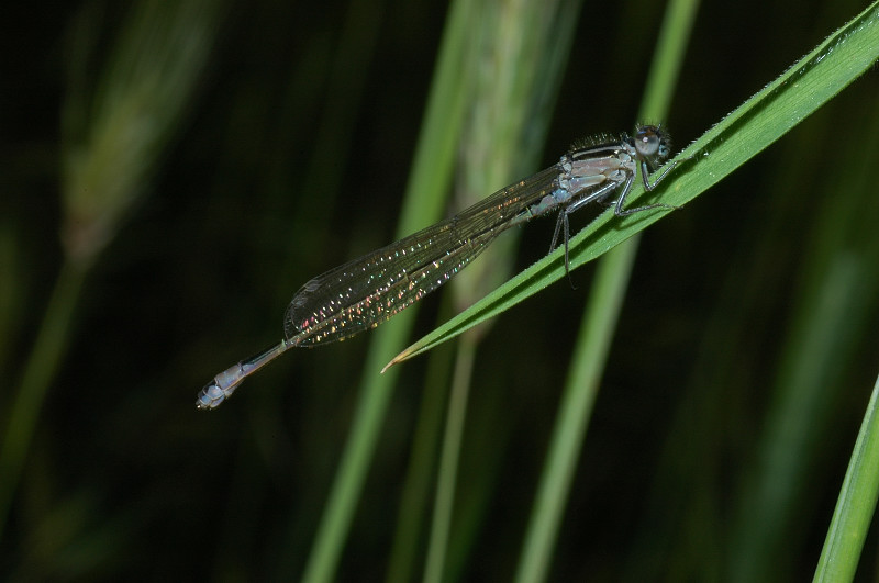 Ischnura elegans (Odonata, Coenagrionidae)