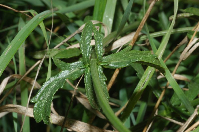 Piante di zone antropizzata