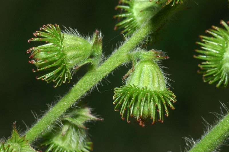 Piante di zone antropizzata