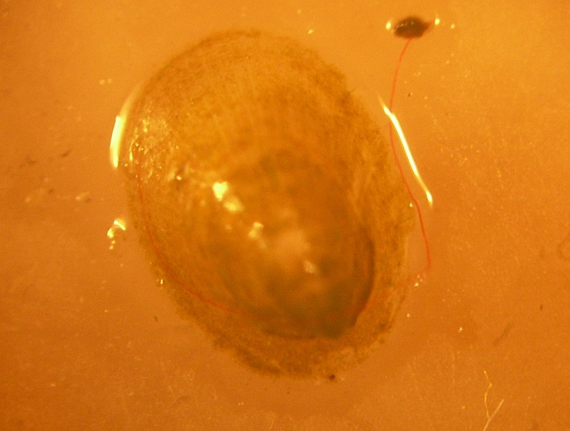 Ancylus cf. fluviatilis