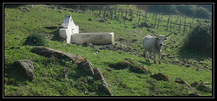 Le montagne intorno a Tolfa: Monte dell''Acqua Tosta