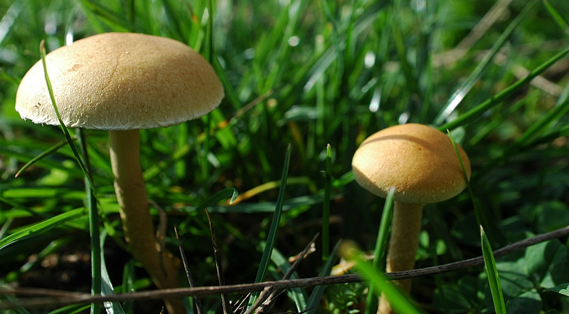 Funghi sui Monti della Tolfa dietro Sasso