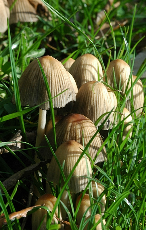 Funghi sui Monti della Tolfa dietro Sasso