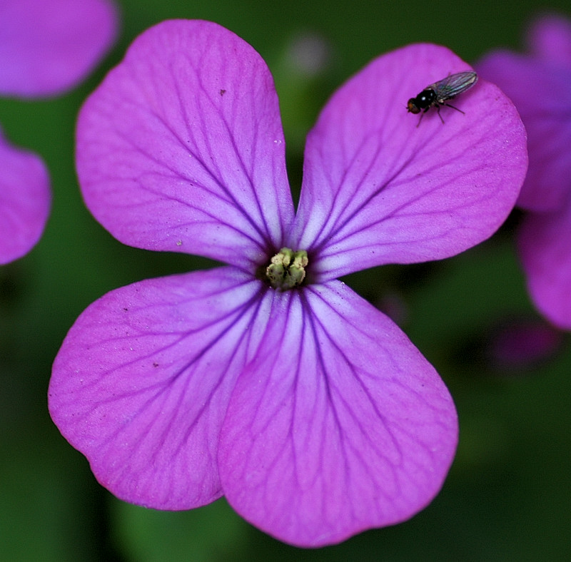 Lunaria annua / Lunaria meridionale