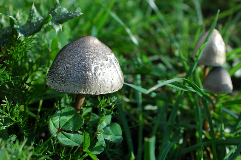 Funghi sui Monti della Tolfa dietro Sasso
