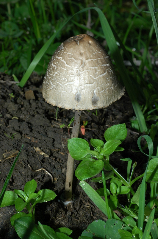 Funghi sui Monti della Tolfa dietro Sasso