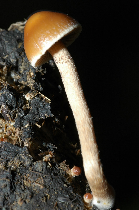 Funghi sui Monti della Tolfa dietro Sasso
