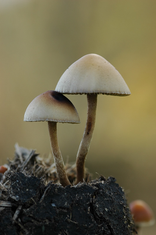 Funghi sui Monti della Tolfa dietro Sasso