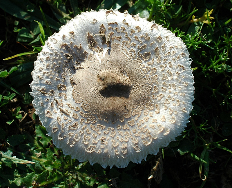 Funghi sui Monti della Tolfa dietro Sasso