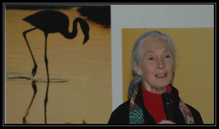 Jane Goodall a Roma