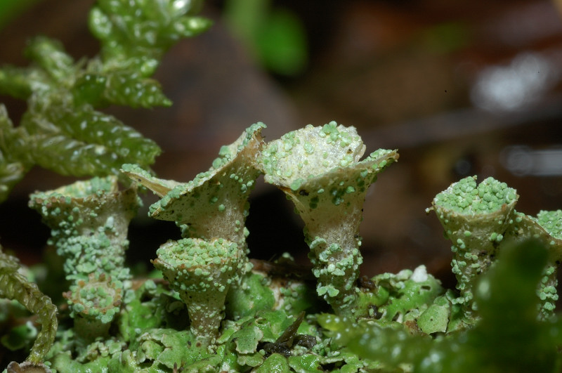 Cladonia pyxidata