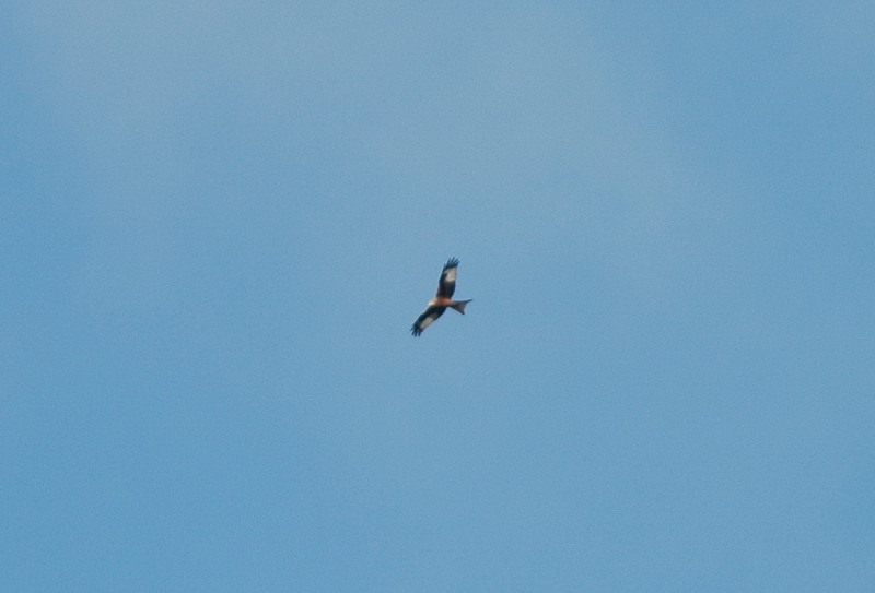 Nibbio reale Milvus milvus