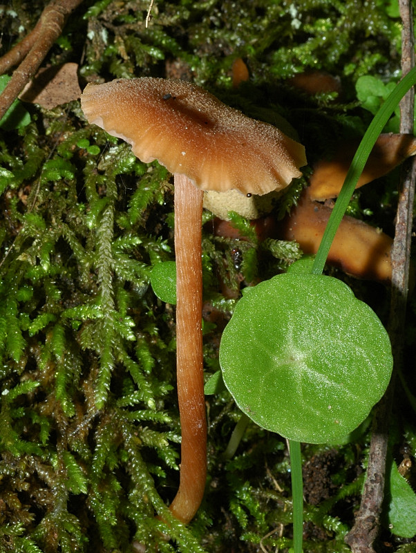 3 funghi