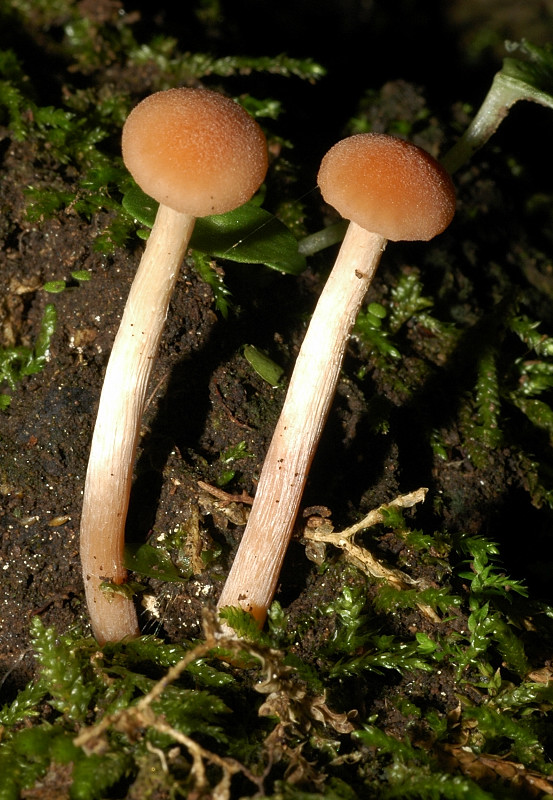 3 funghi