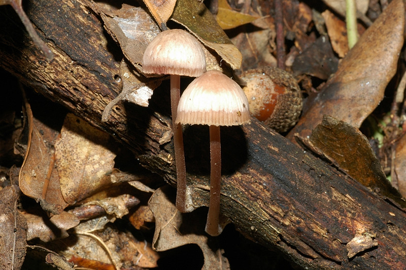 3 funghi