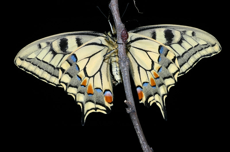 Papilio machaon