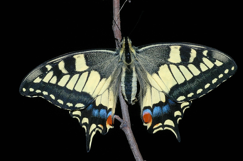 Papilio machaon