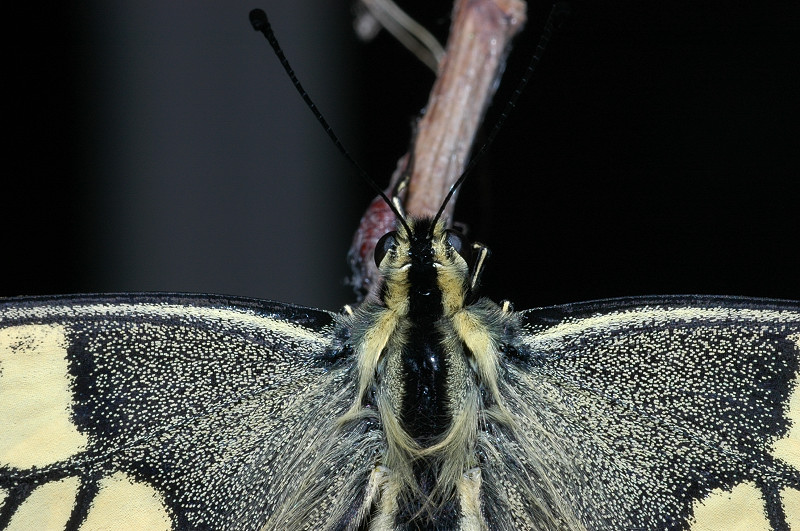 Papilio machaon