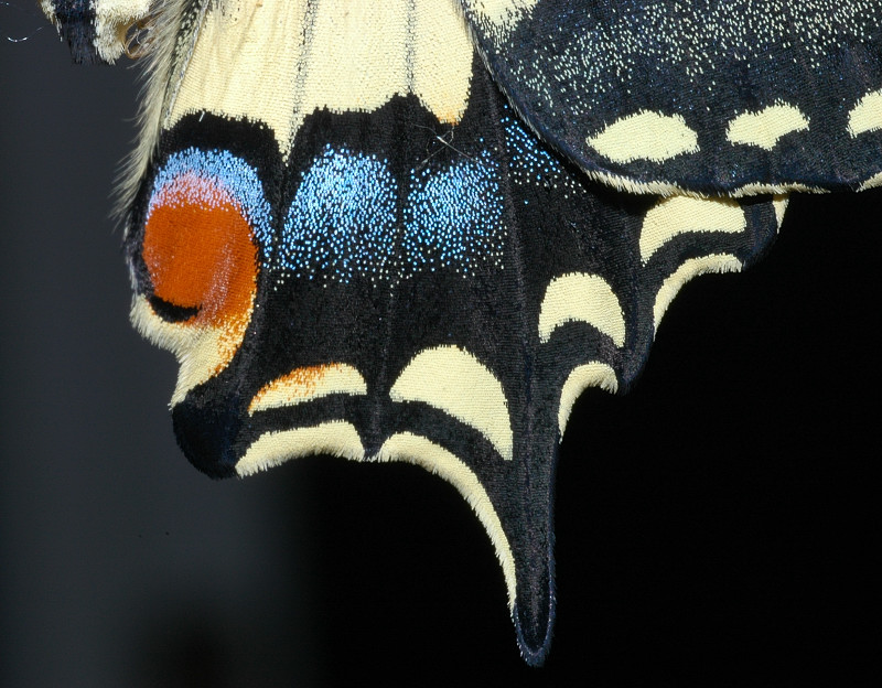 Papilio machaon