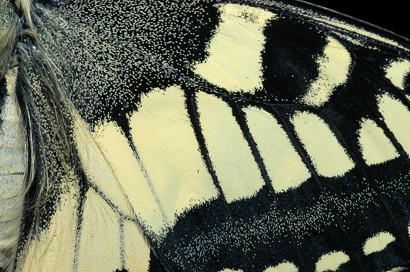 Papilio machaon