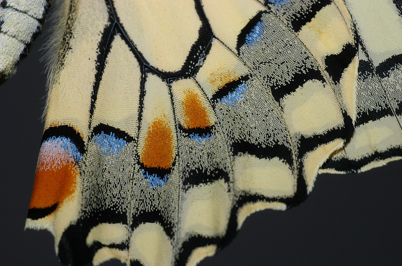 Papilio machaon