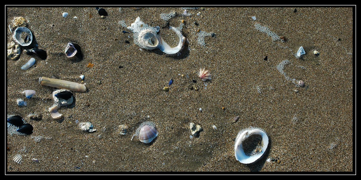 La palude di Torre Flavia