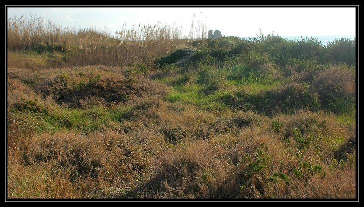 La palude di Torre Flavia