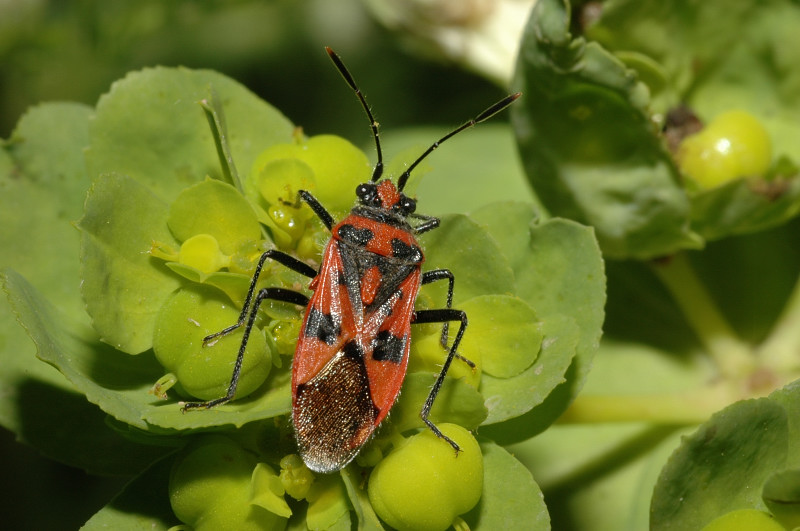 Corizus hyoscyami (Heteroptera, Rhopalidae)