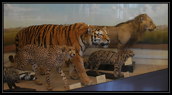 Andando per musei: Museo Civico di Zoologia - Roma