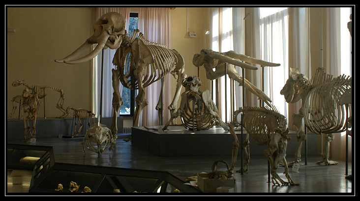 Andando per musei: Museo Civico di Zoologia - Roma