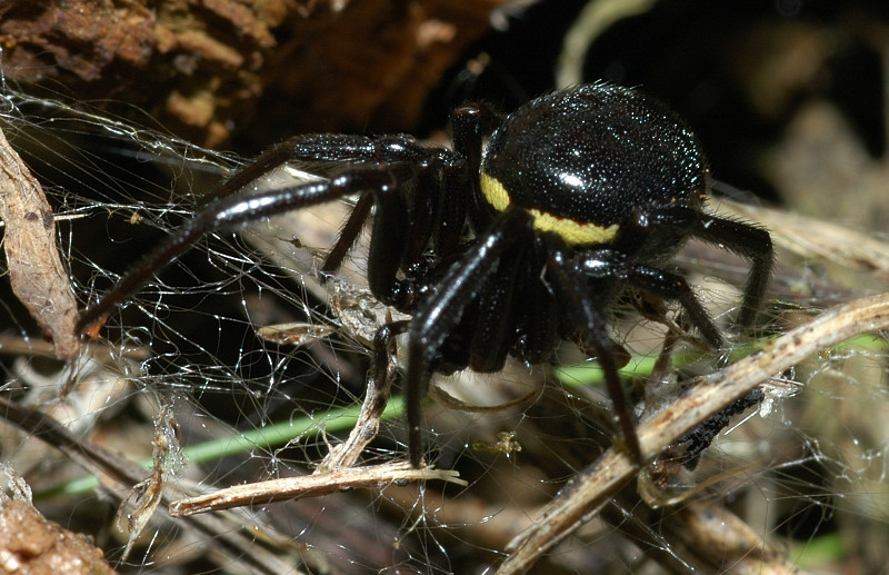 Steatoda paykulliana