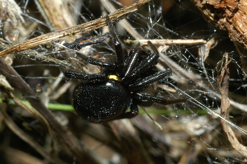 Steatoda paykulliana