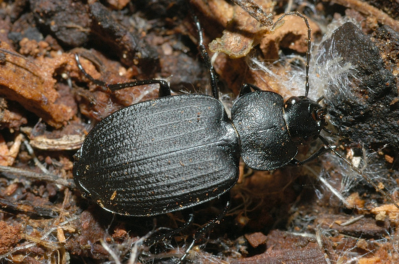 Licinus punctatulus e L. silphoides a confronto (Carabidae)