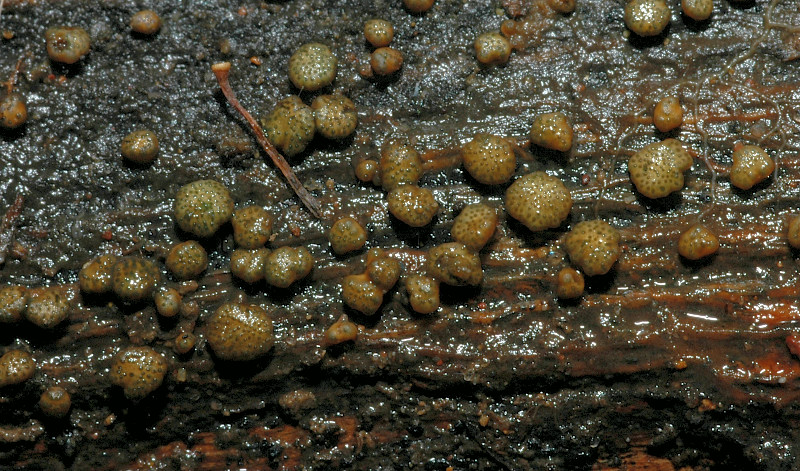 Hypocrea gelatinosa